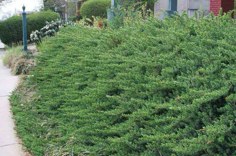 Juniperus rigida subsp. conferta 'Blue Pacific' (Shore Juniper)